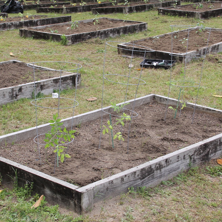 Franklin, Long, Treutlen Counties win top Ag Foundation Grants